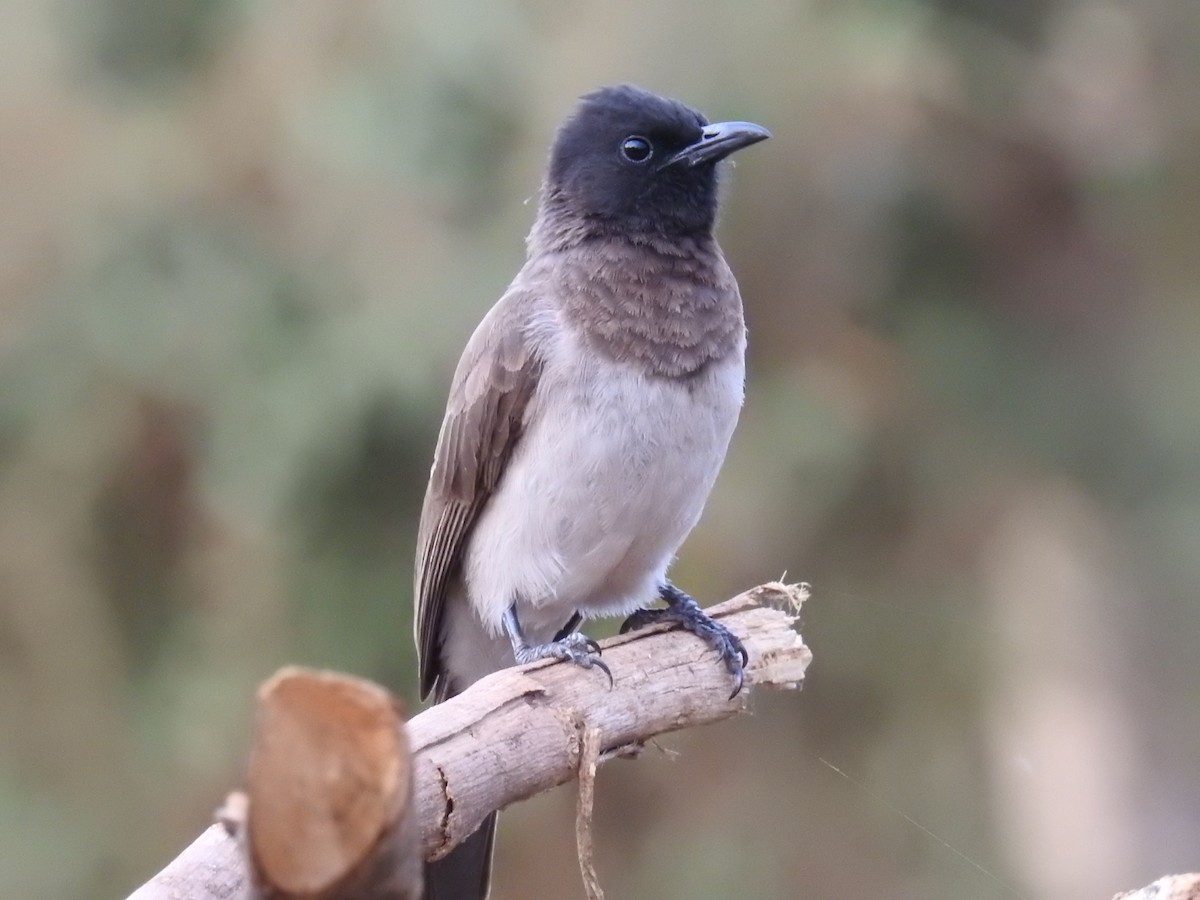 Bulbul des jardins (groupe barbatus) - ML60205241