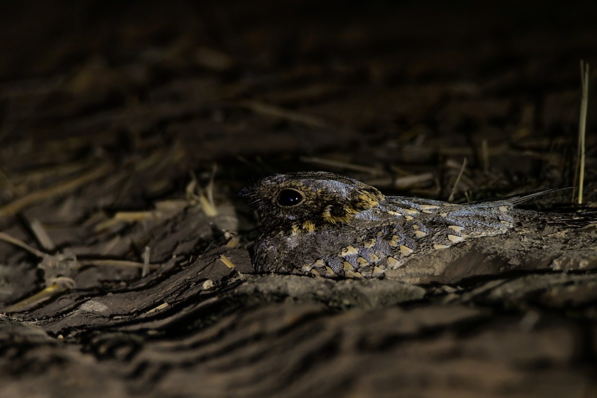 Nubian Nightjar - ML602053301