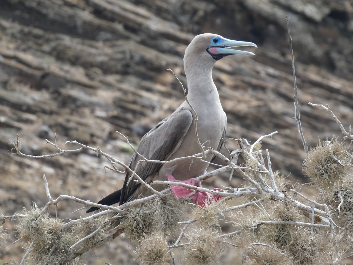 Red-footed Booby (Eastern Pacific) - ML602053701