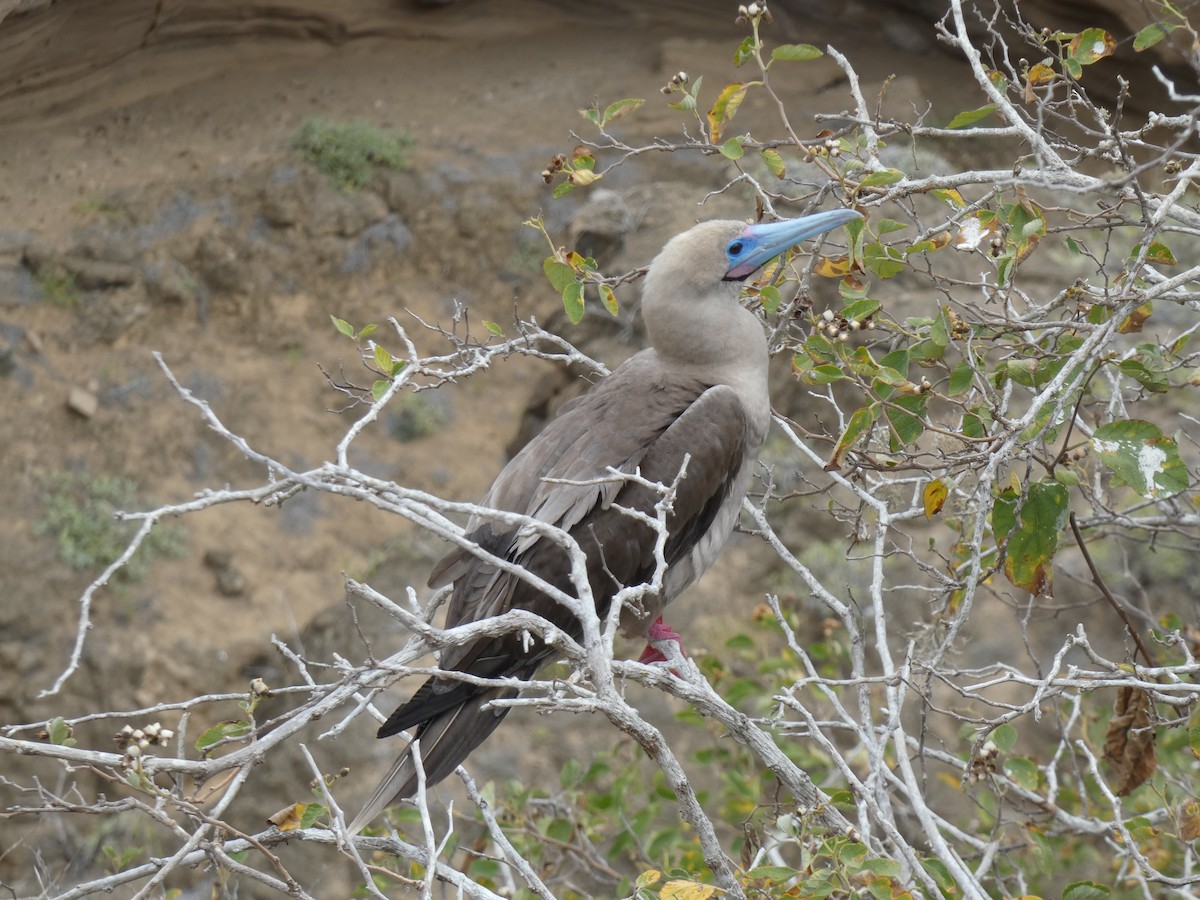Red-footed Booby (Eastern Pacific) - ML602053741