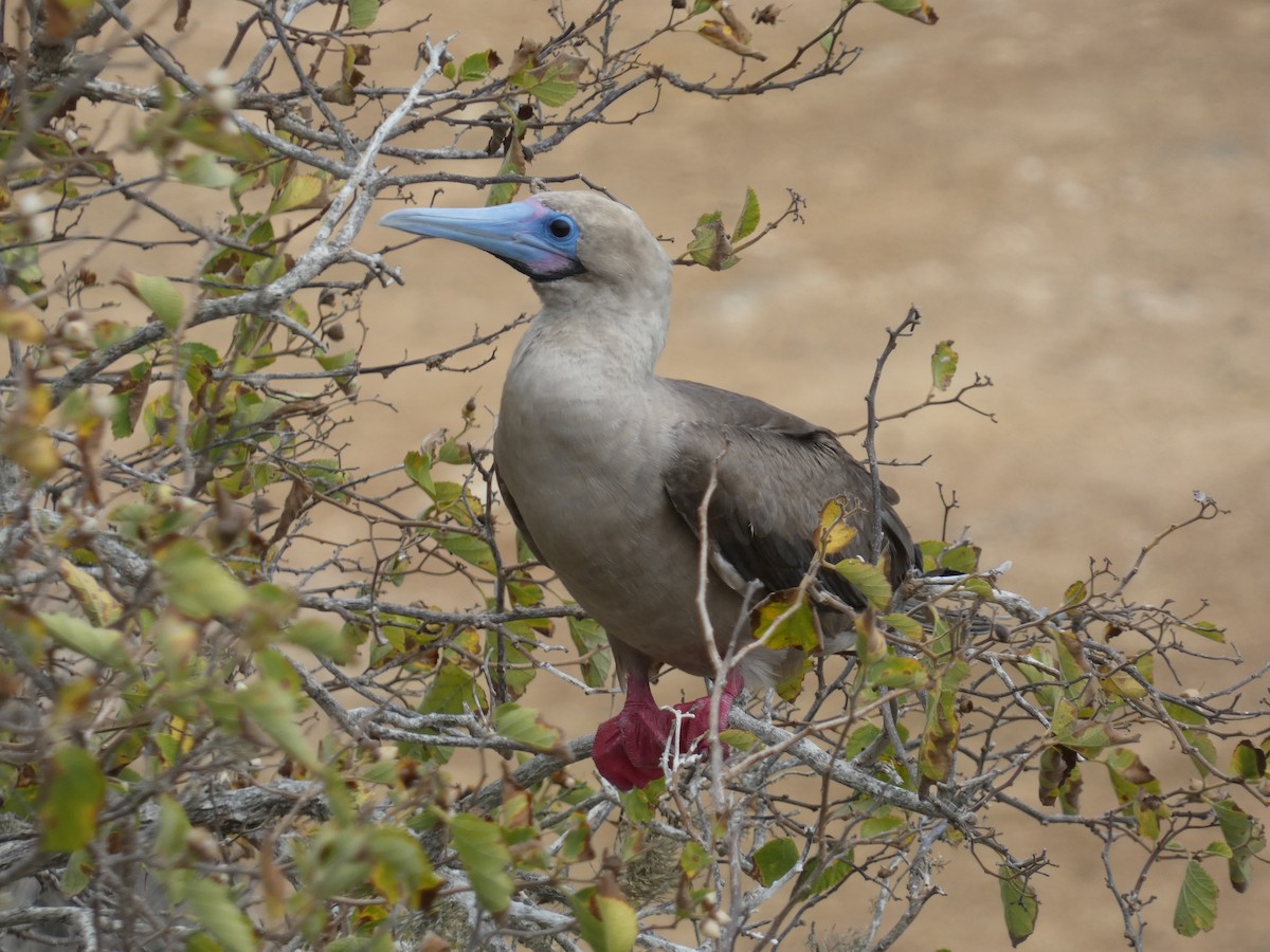 Red-footed Booby (Eastern Pacific) - ML602053931