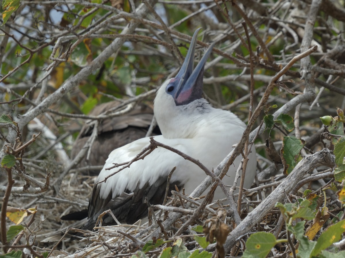 Red-footed Booby (Eastern Pacific) - ML602053951