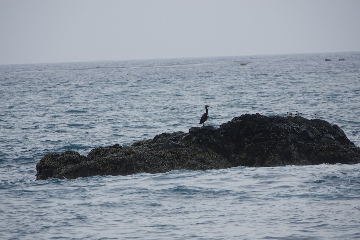 Pacific Reef-Heron - hiya lin