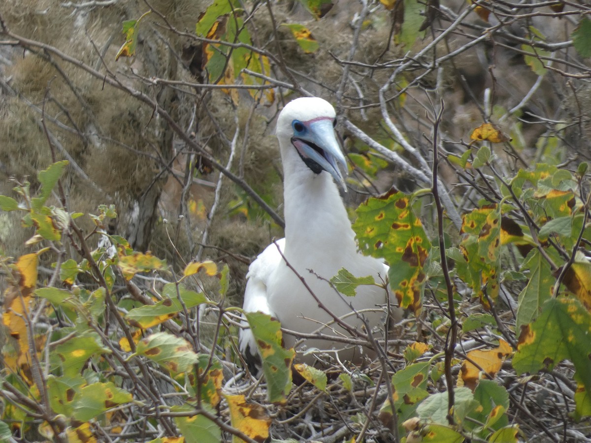 Red-footed Booby (Eastern Pacific) - ML602054221
