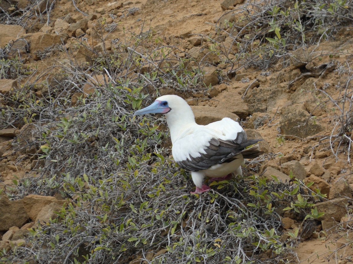 Red-footed Booby (Eastern Pacific) - ML602054241