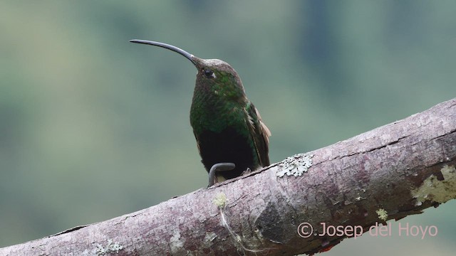 Colibrí Aterciopelado - ML602056321