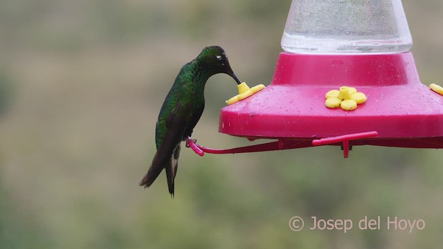 Colibrí Aterciopelado - ML602056561