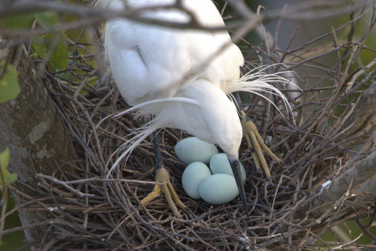 Little Egret - Ajay Sarvagnam