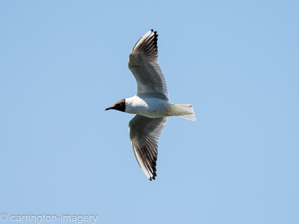 Mouette rieuse - ML602056941
