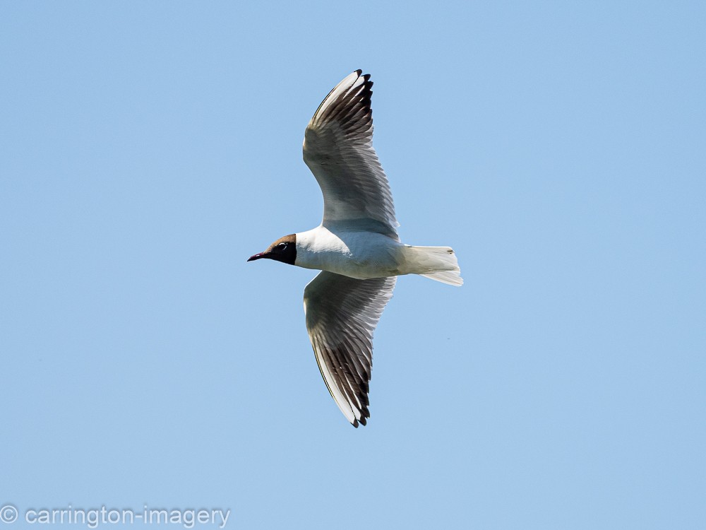 Black-headed Gull - ML602056941