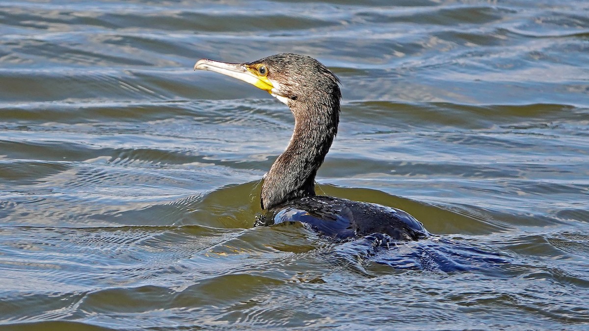 Great Cormorant - ML602057981