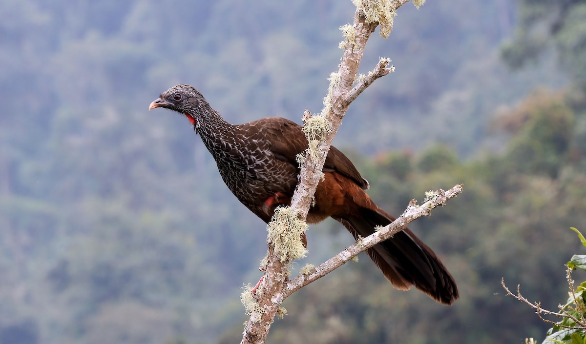 Andean Guan - ML602059411