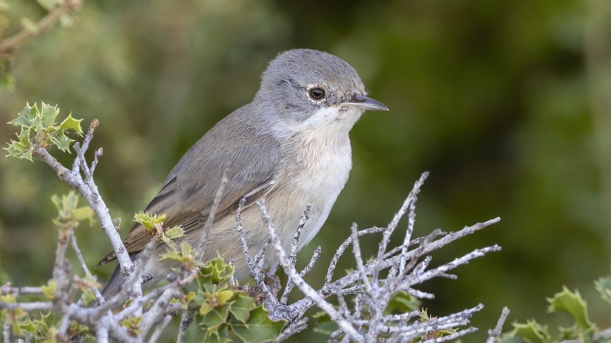 Eastern Subalpine Warbler - ML602060041