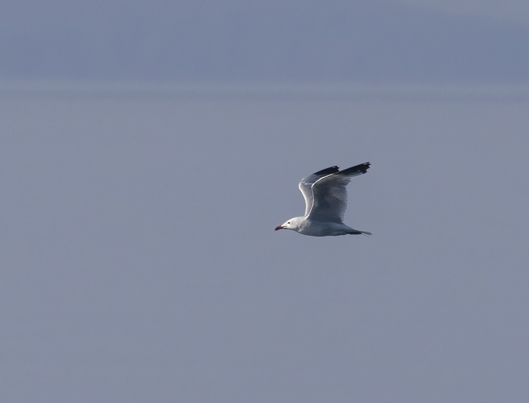 Audouin's Gull - ML602060421