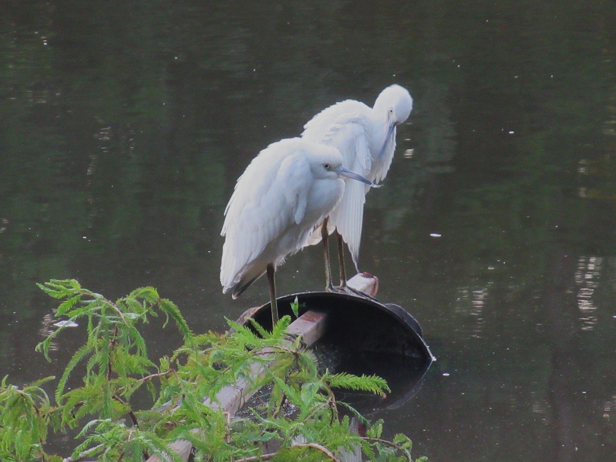 Little Blue Heron - ML602060851