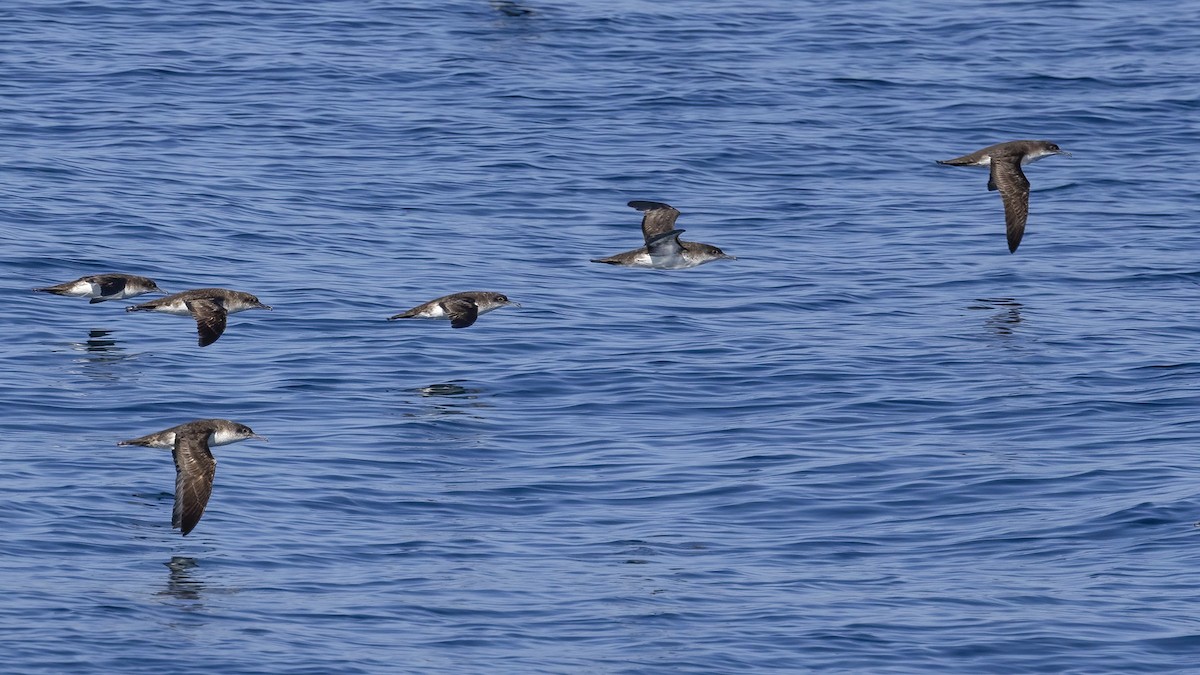 Yelkouan Shearwater - ML602060921