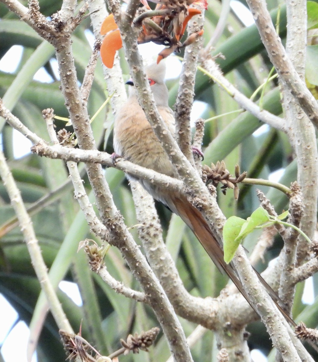 Red-faced Mousebird - Gary Brent