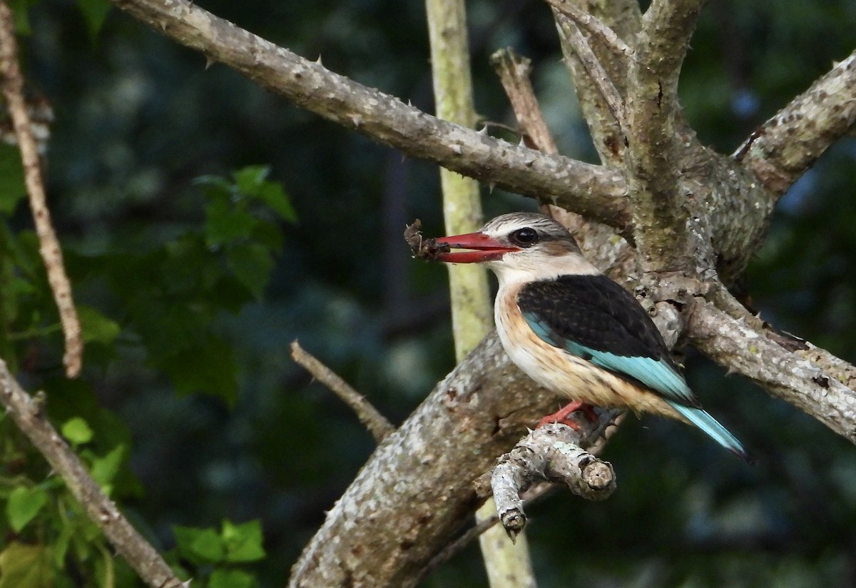 Brown-hooded Kingfisher - ML602061501