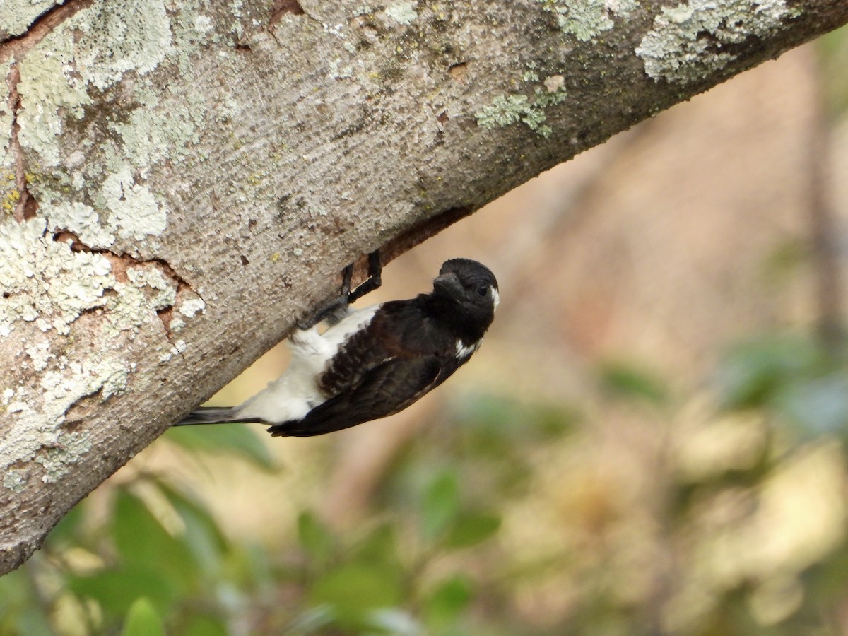 White-eared Barbet - ML602061541