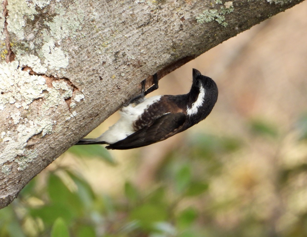 White-eared Barbet - ML602061551