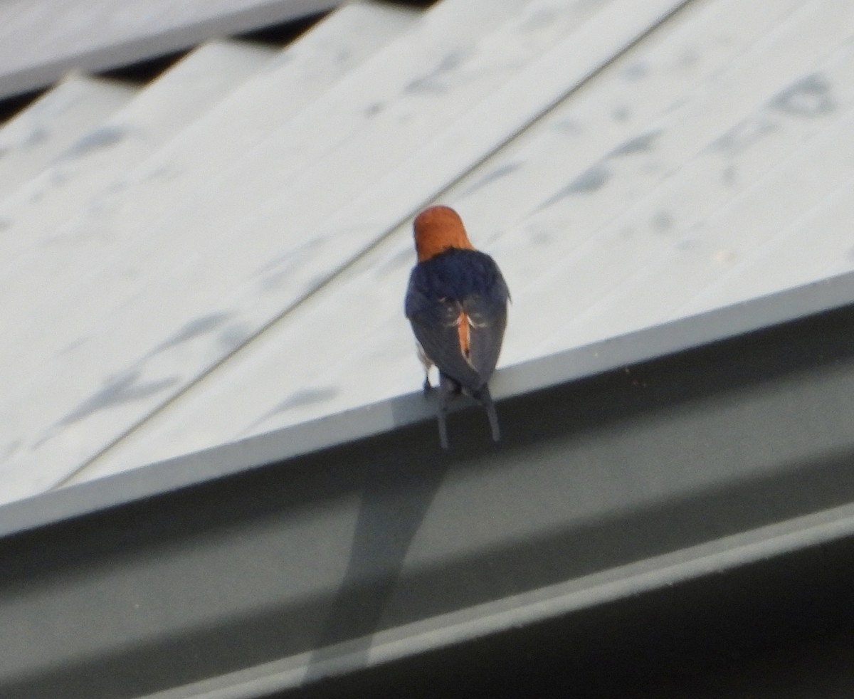 Lesser Striped Swallow - Gary Brent