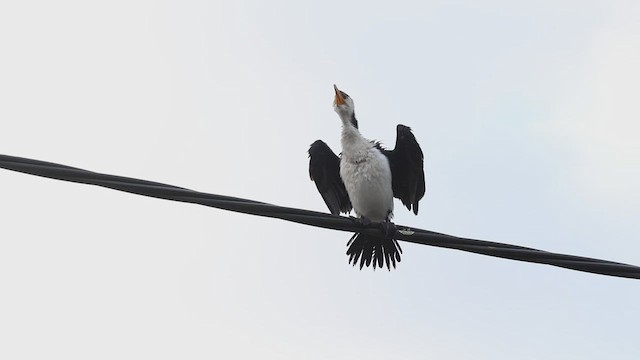 Little Pied Cormorant - ML602061671