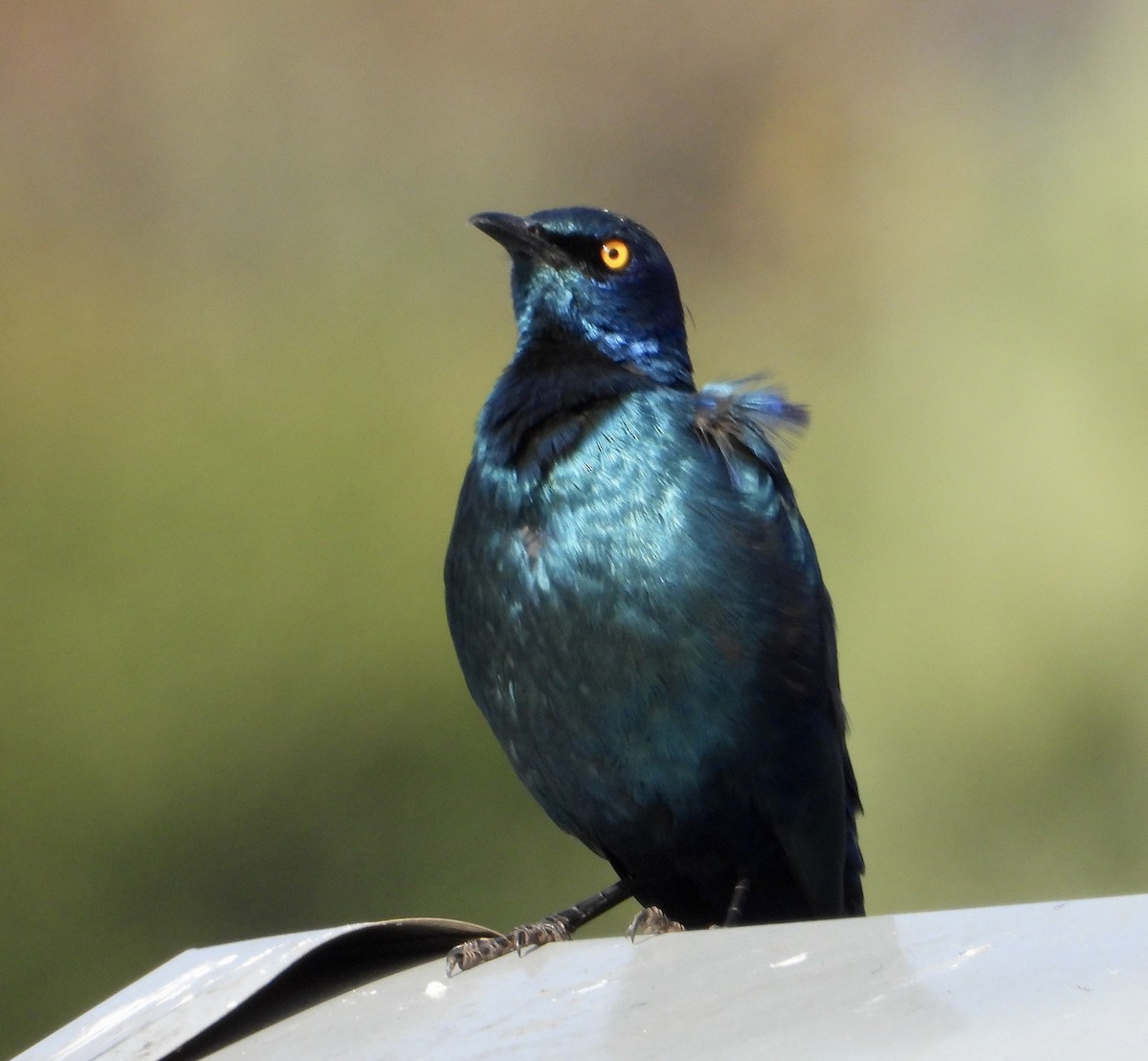 Cape Starling - Gary Brent