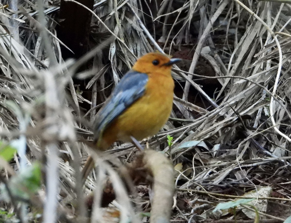 Red-capped Robin-Chat - Gary Brent