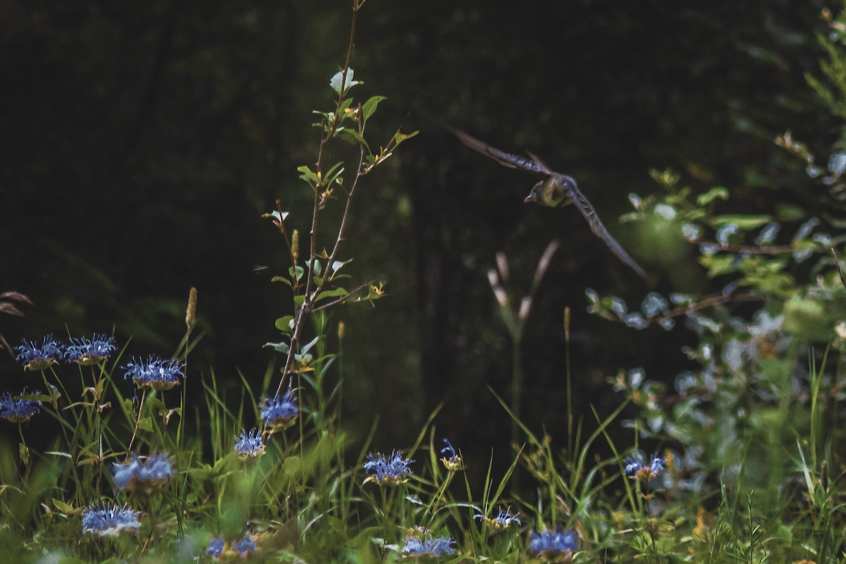 Eastern Wood-Pewee - ML602061771