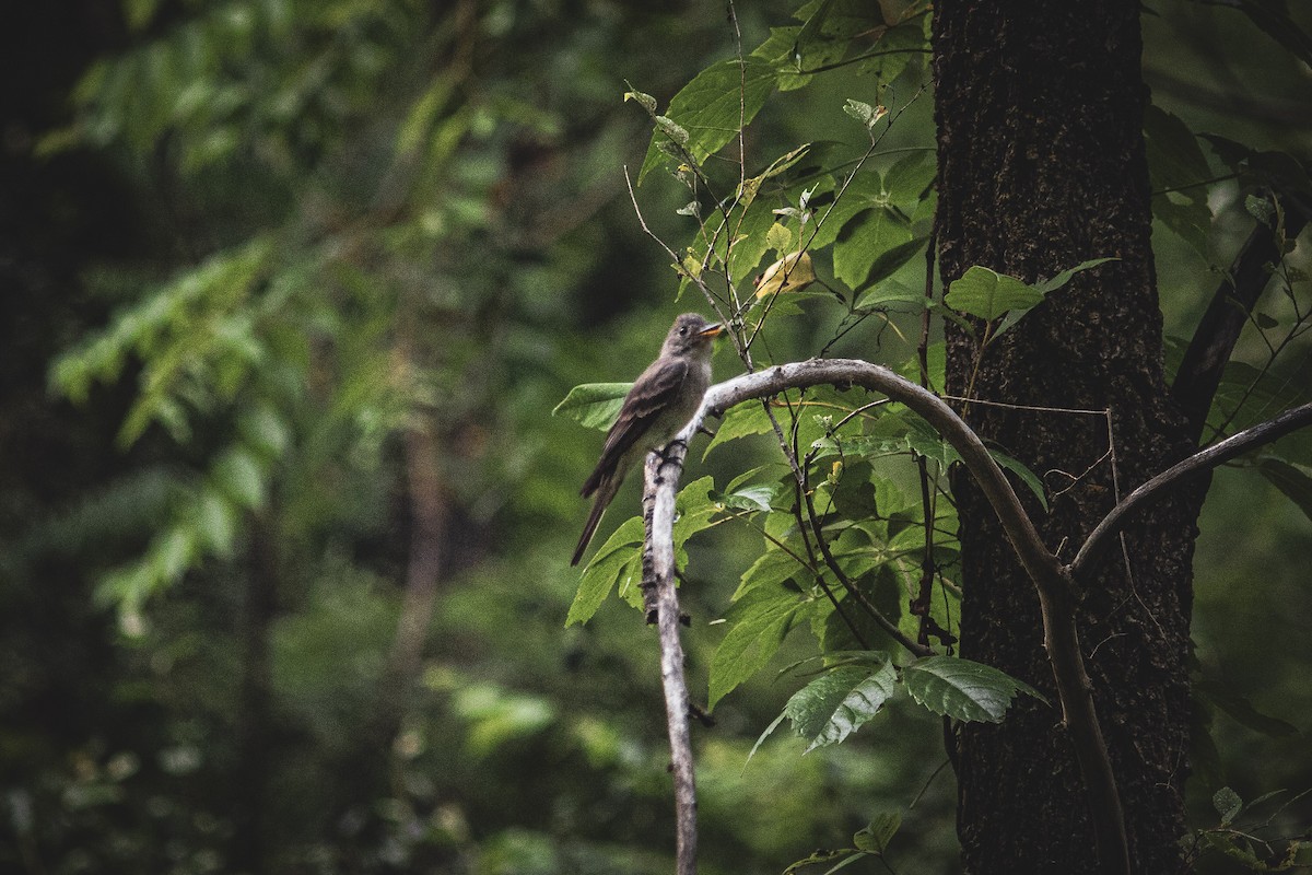 Eastern Wood-Pewee - ML602061781