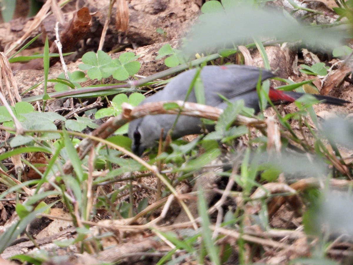 Black-tailed Waxbill - ML602061801