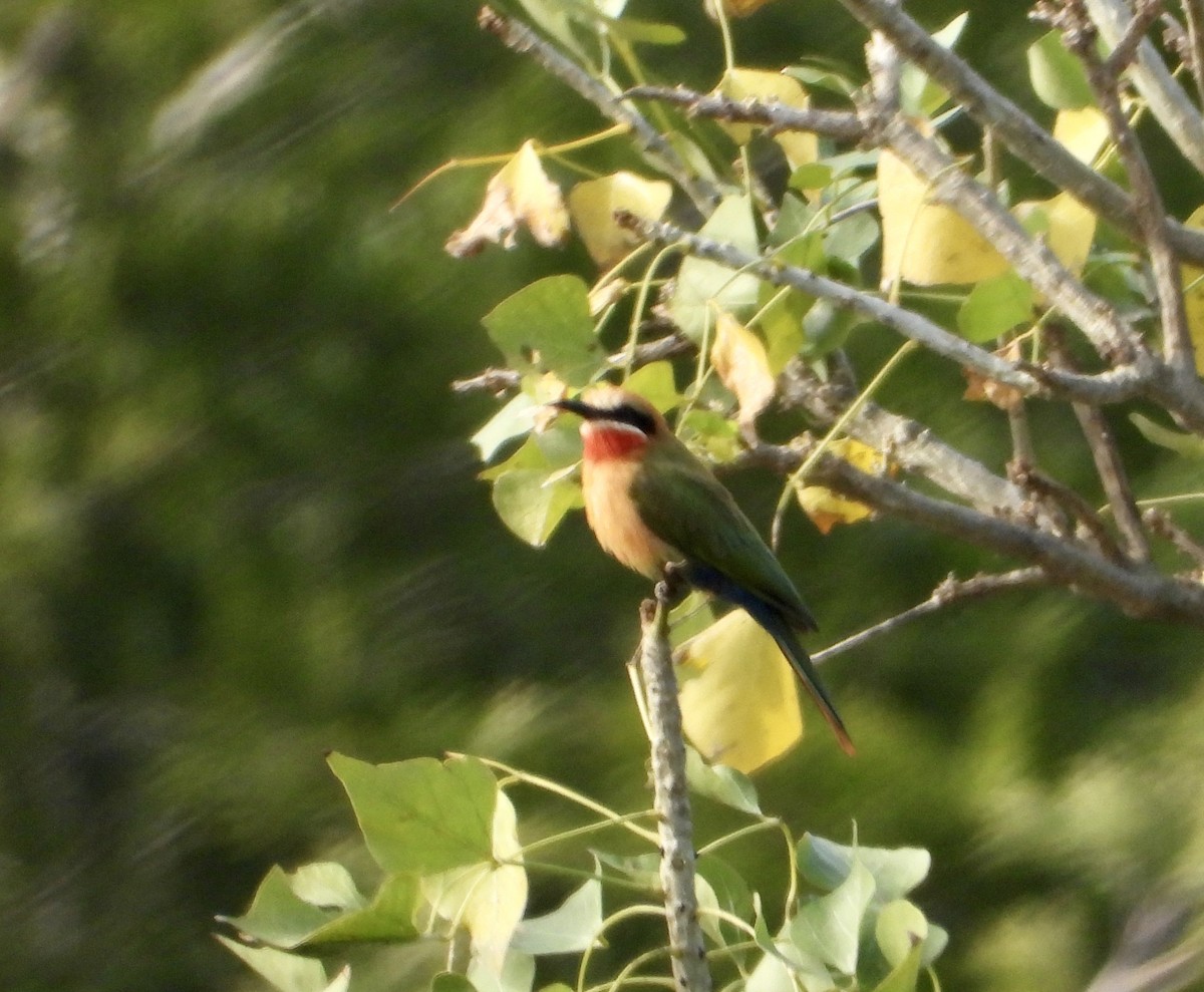 White-fronted Bee-eater - Gary Brent