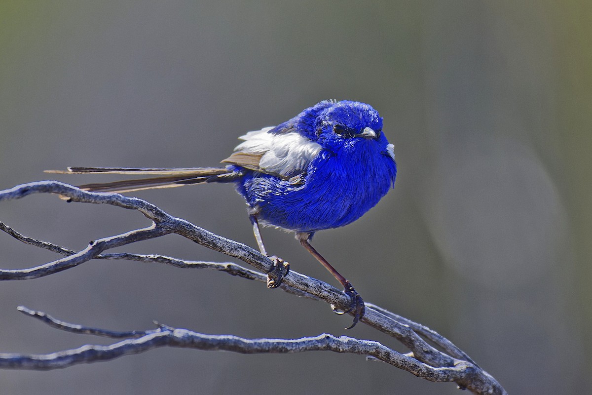 White-winged Fairywren (Blue-and-white) - ML602062091