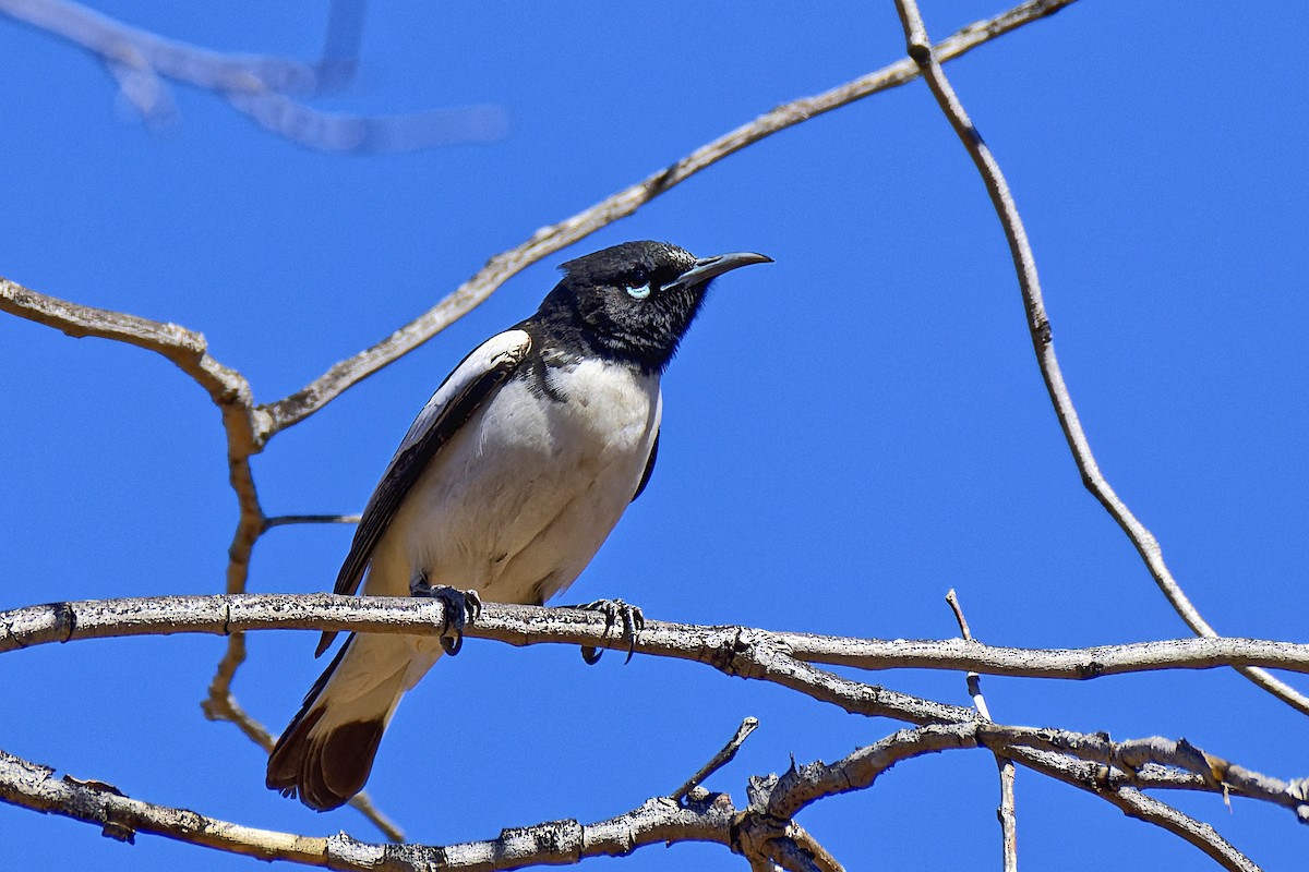 Pied Honeyeater - John Watson