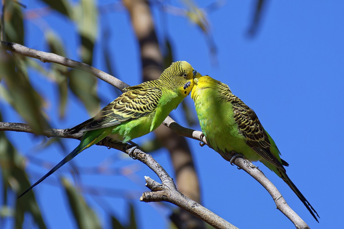 Budgerigar - John Watson