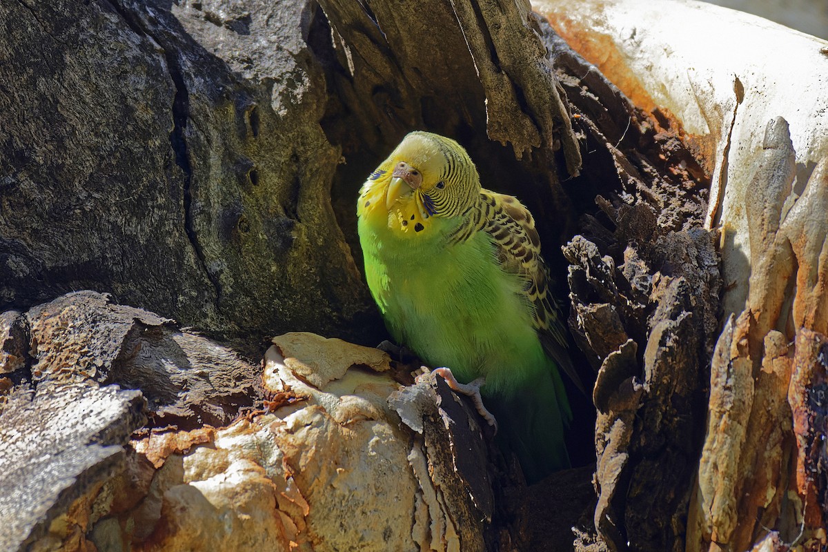 Budgerigar - John Watson