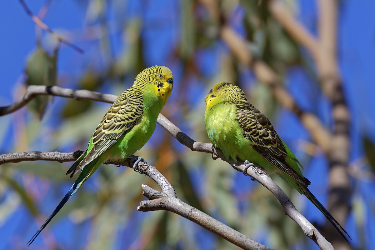 Budgerigar - John Watson