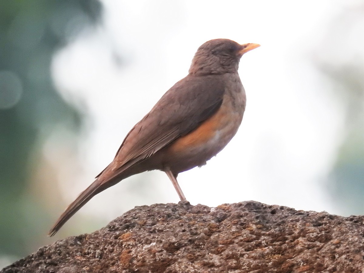 African Thrush - ML60206251