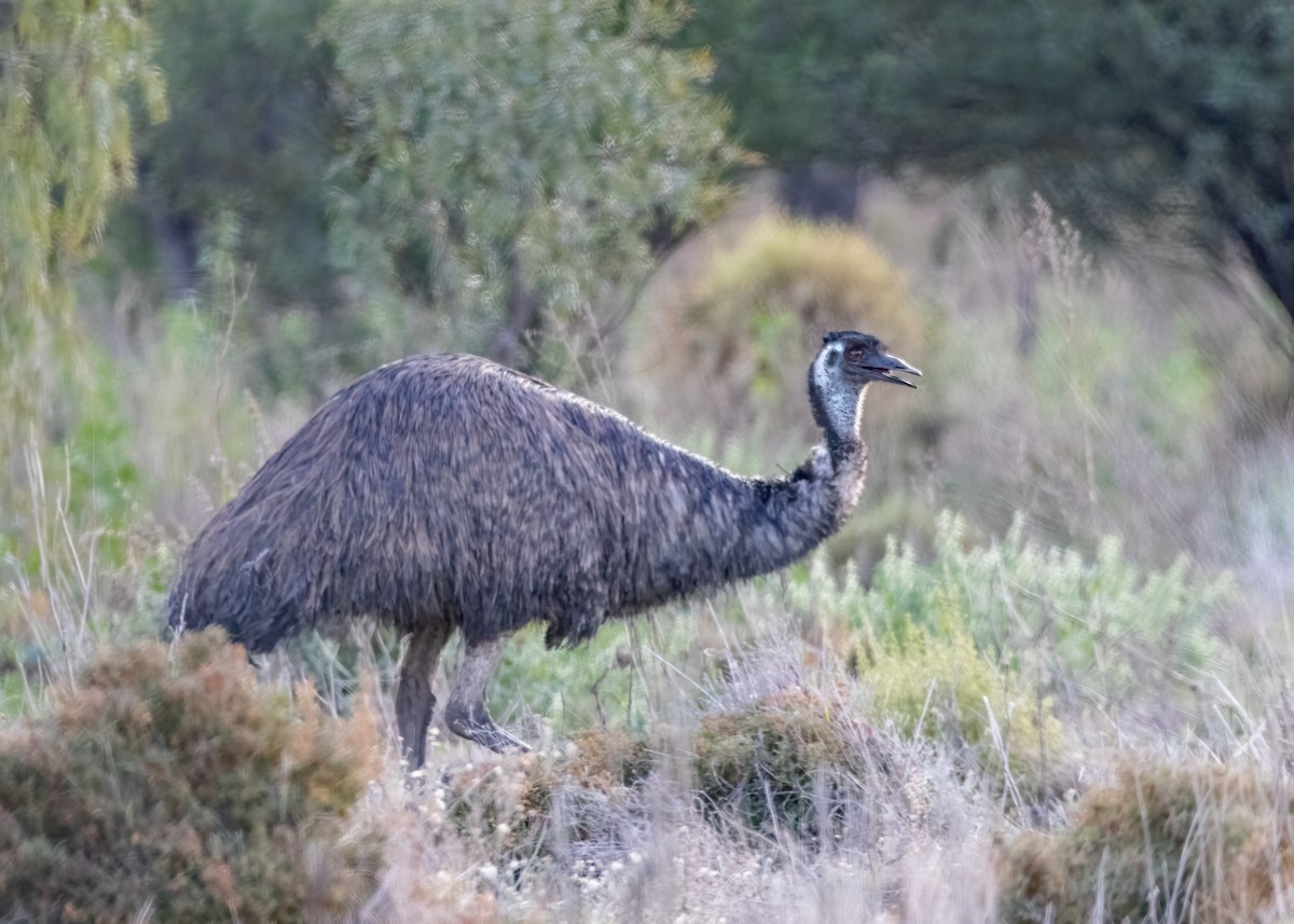 Emu - Julie Clark