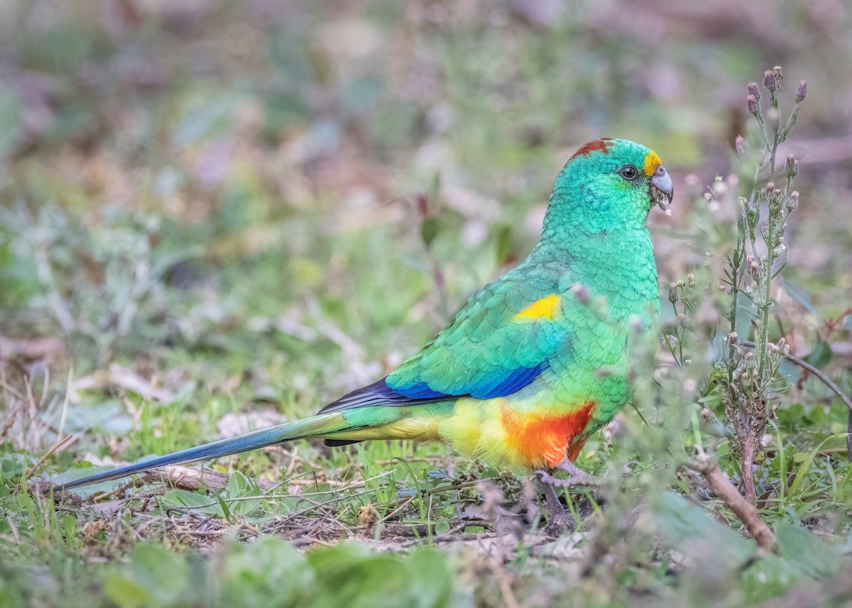 Папужка різнобарвний - ML602063201