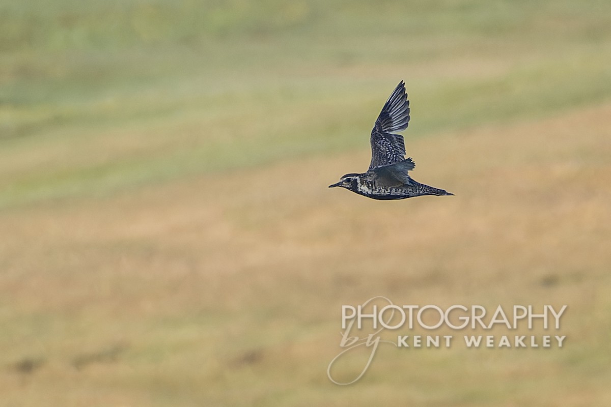 Pacific Golden-Plover - ML602063291