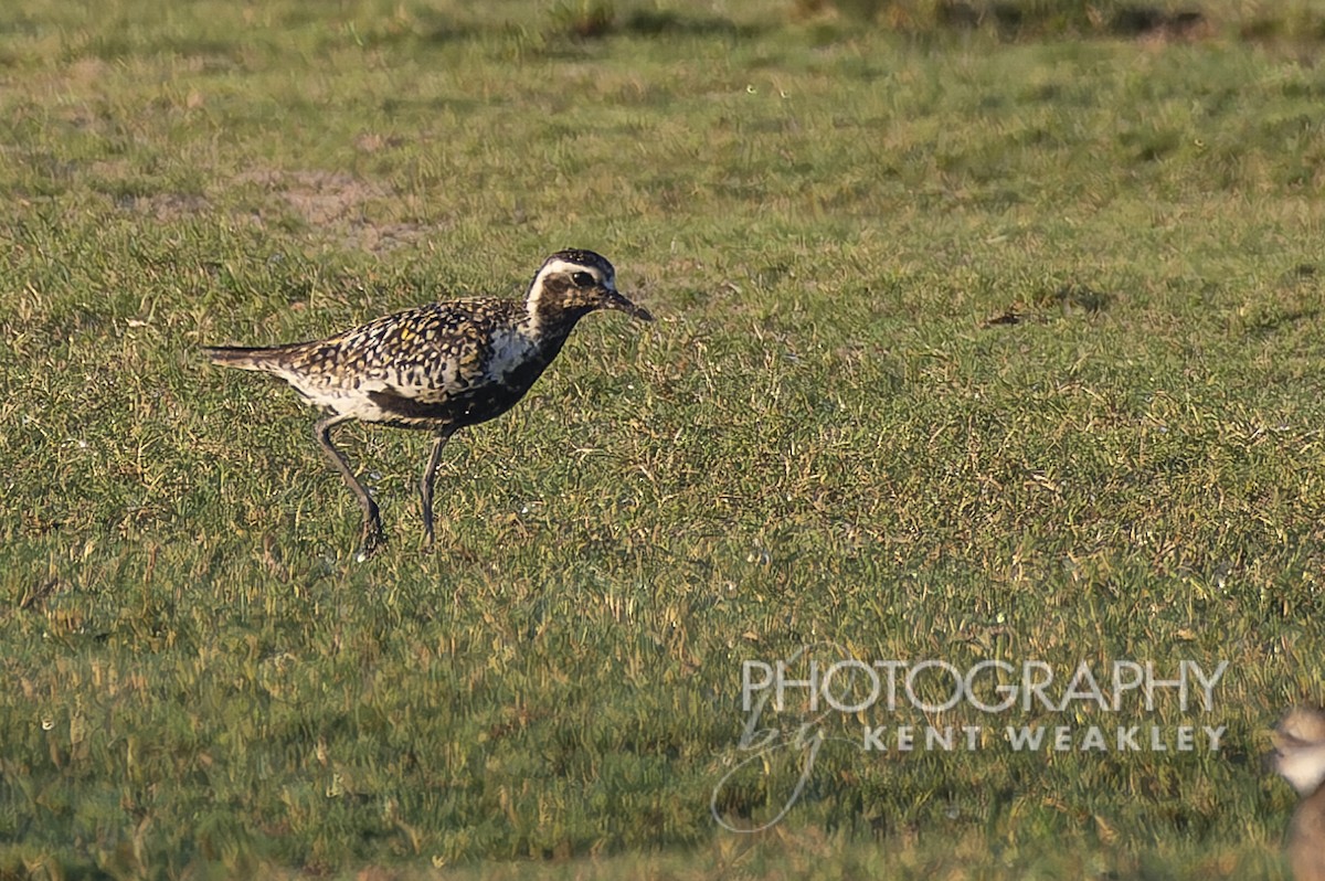 Pacific Golden-Plover - ML602063321