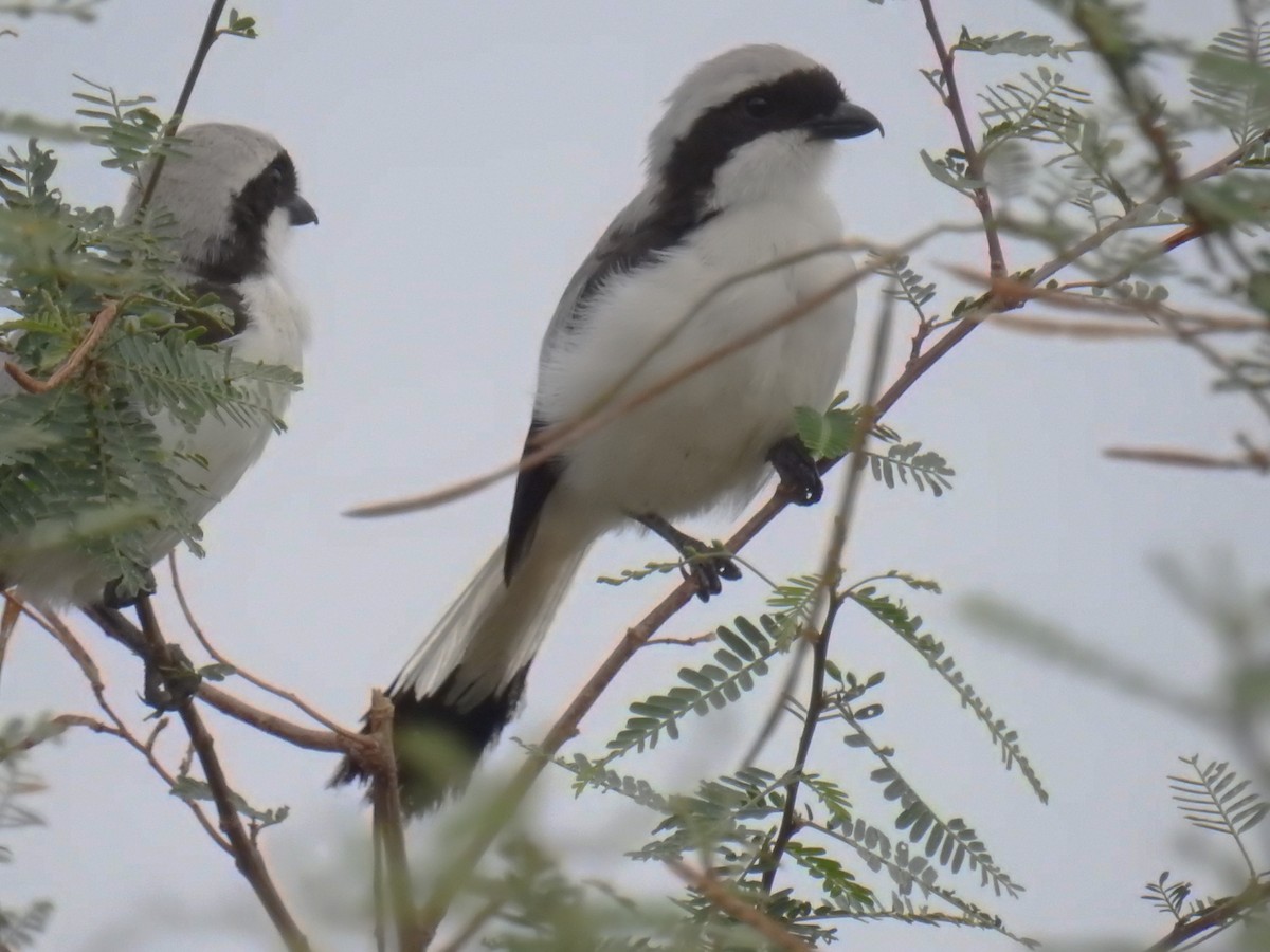 Gray-backed Fiscal - ML60206371