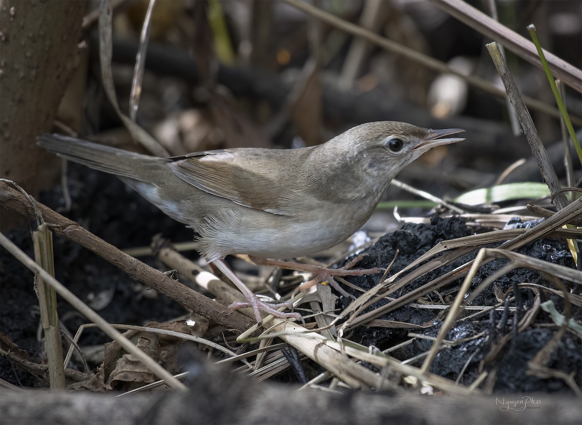 Chinese Bush Warbler - Nguyen Pho