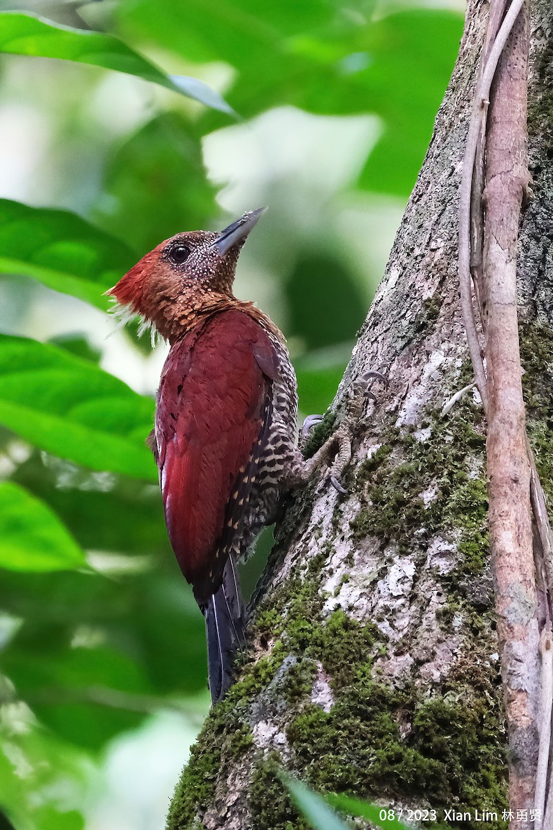 Banded Woodpecker - ML602065011