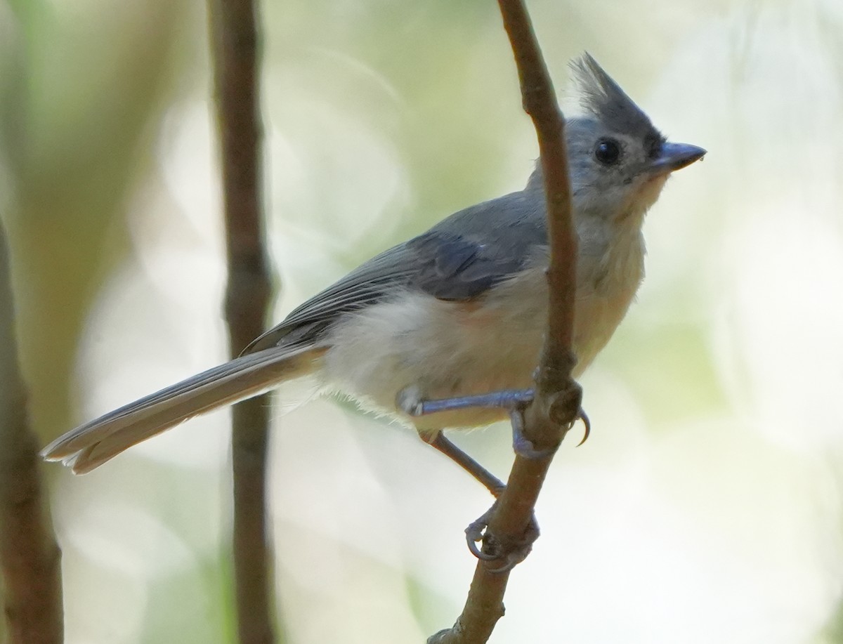 Tufted Titmouse - ML602065611