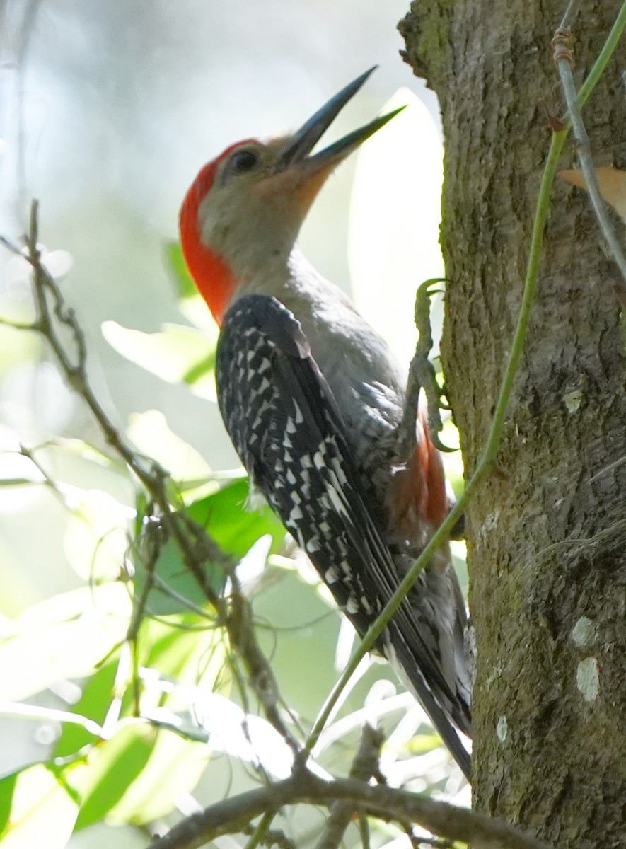 Red-bellied Woodpecker - ML602065861