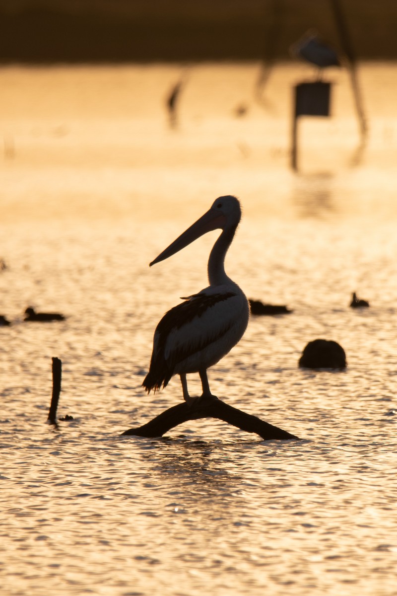 Australian Pelican - ML602067621