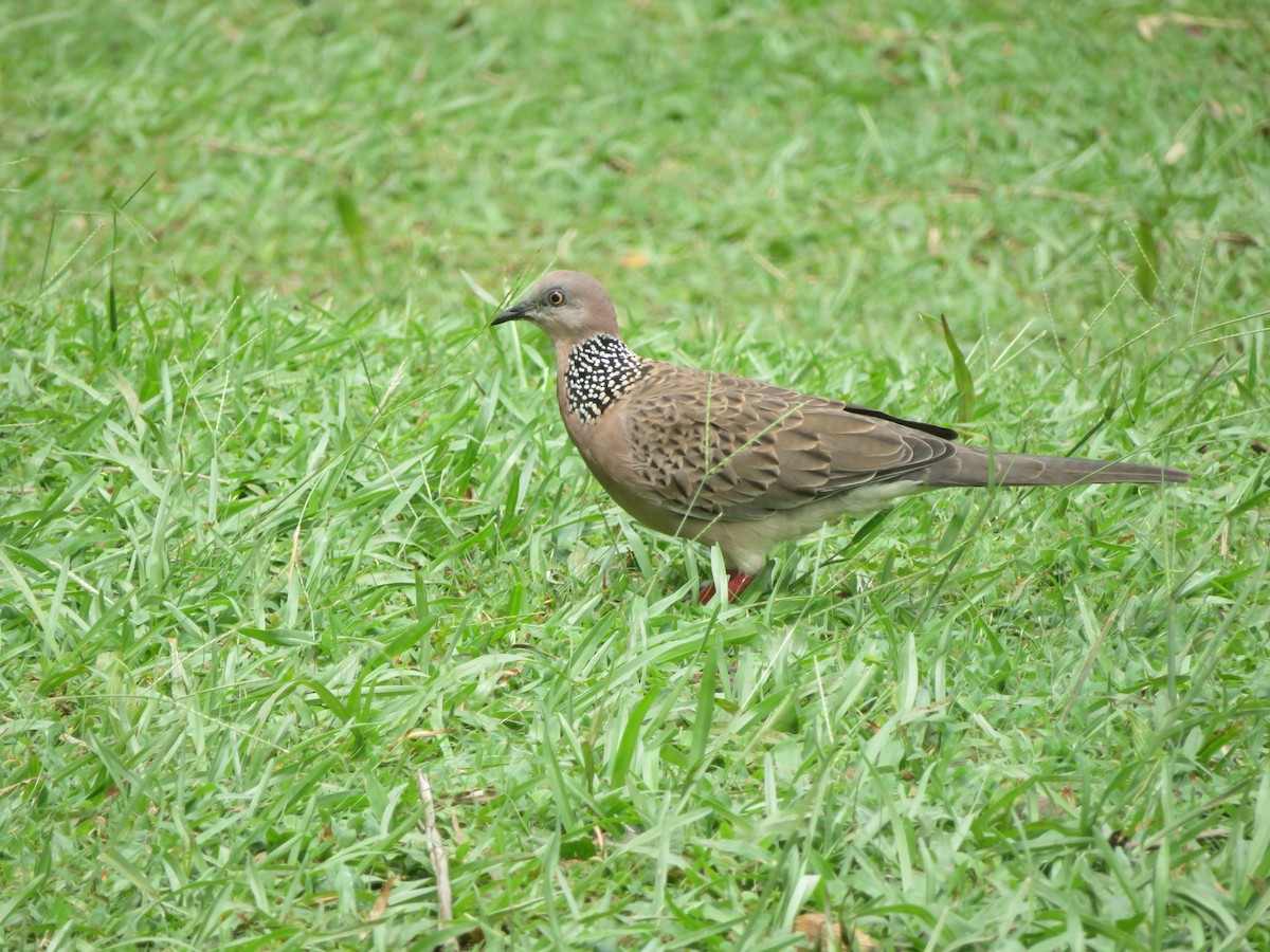 Spotted Dove - ML602068461
