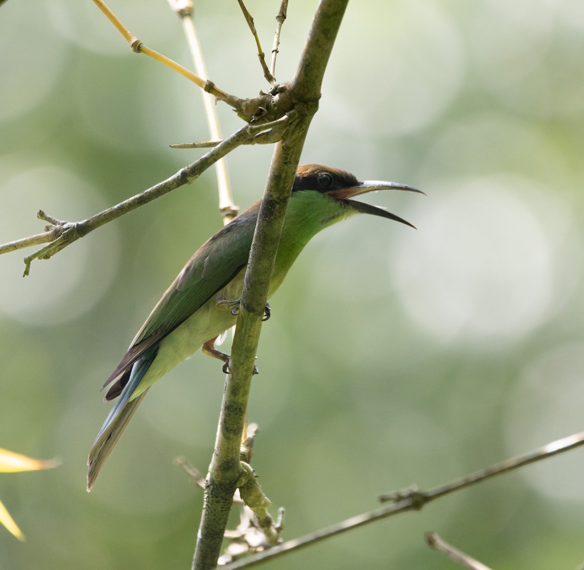 Blue-throated Bee-eater - Jodhan Fine